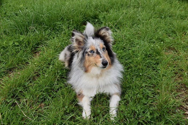 Sheepdog fashion blue eyes