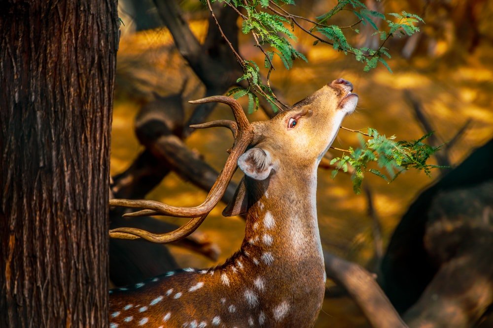 Paint By Numbers | Brown And White Giraffe In Forest During Daytime - Custom Paint By Numbers