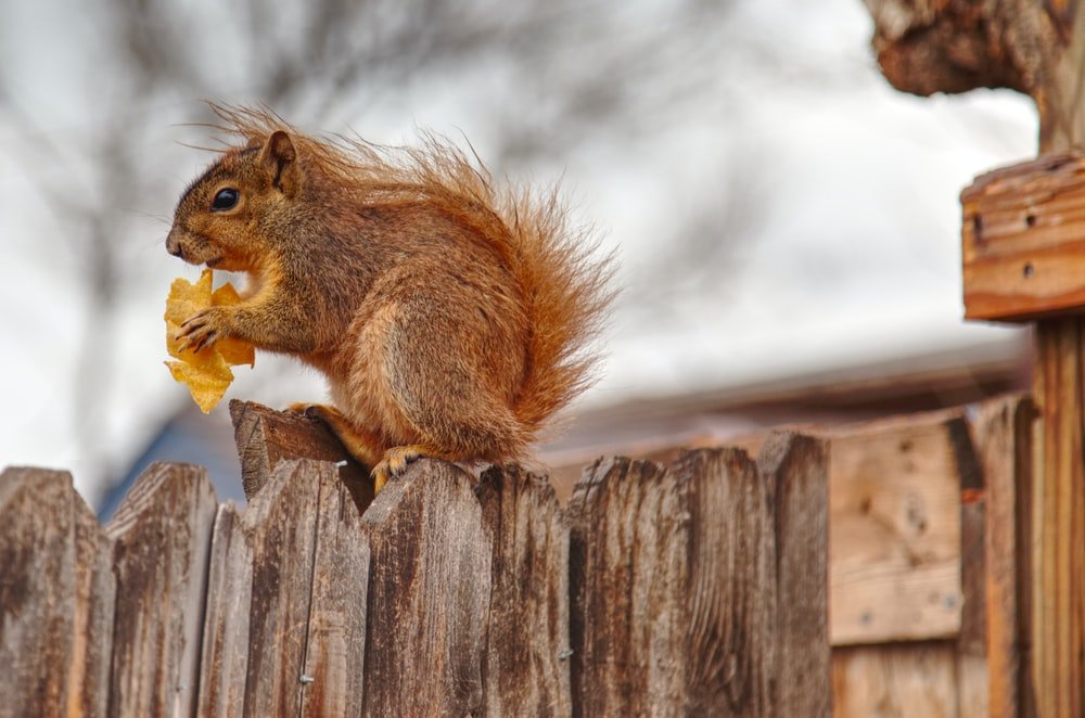 Paint By Numbers | Brown Squirrel On Brown Wooden Fence During Daytime - Custom Paint By Numbers