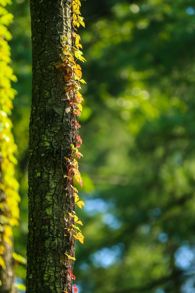 Paint By Numbers | Kunming - Closeup Photo Of Tree Trunk - Custom Paint By Numbers