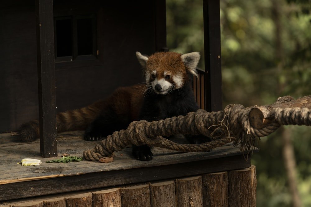 Paint By Numbers | Kunming - Red Panda On Brown Wooden Table - Custom Paint By Numbers