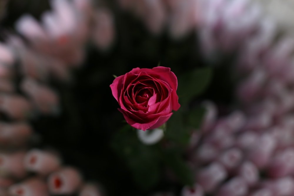 Paint By Numbers | Kunming - Red Rose Flower - Custom Paint By Numbers