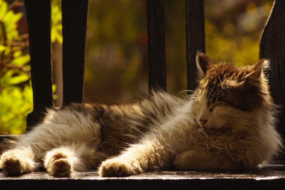 Paint By Numbers | Kunming - White And Brown Long Fur Cat Lying On Ground - Custom Paint By Numbers
