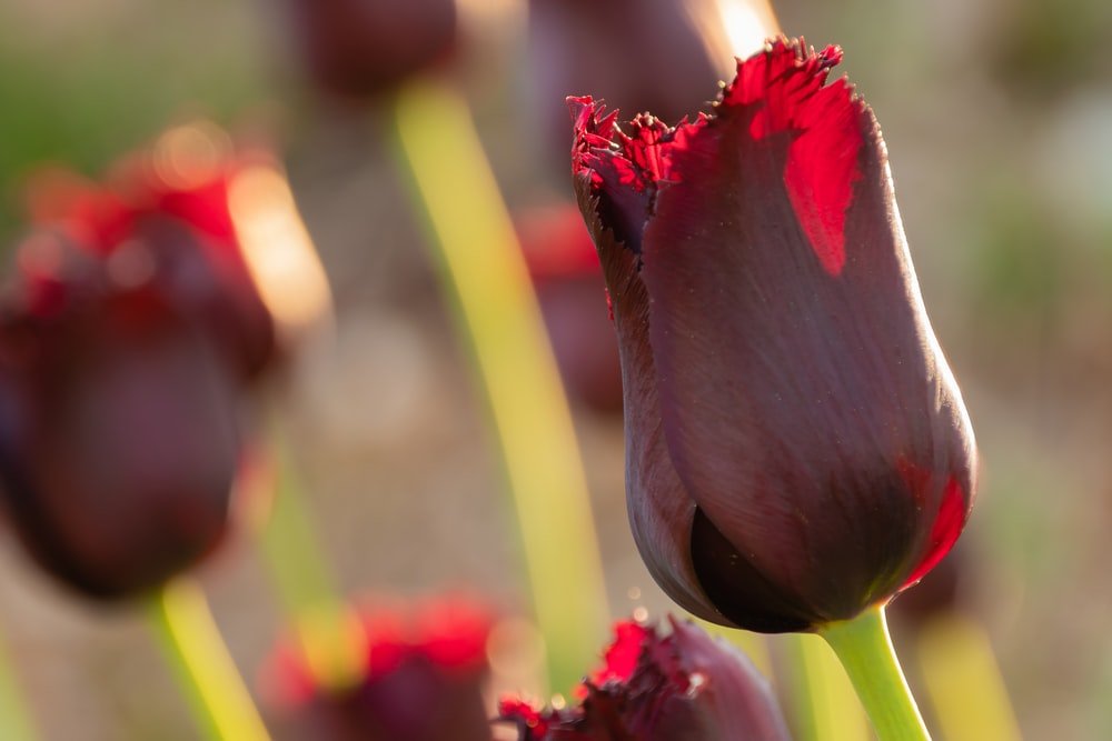 Paint By Numbers | Red Flowers - Custom Paint By Numbers