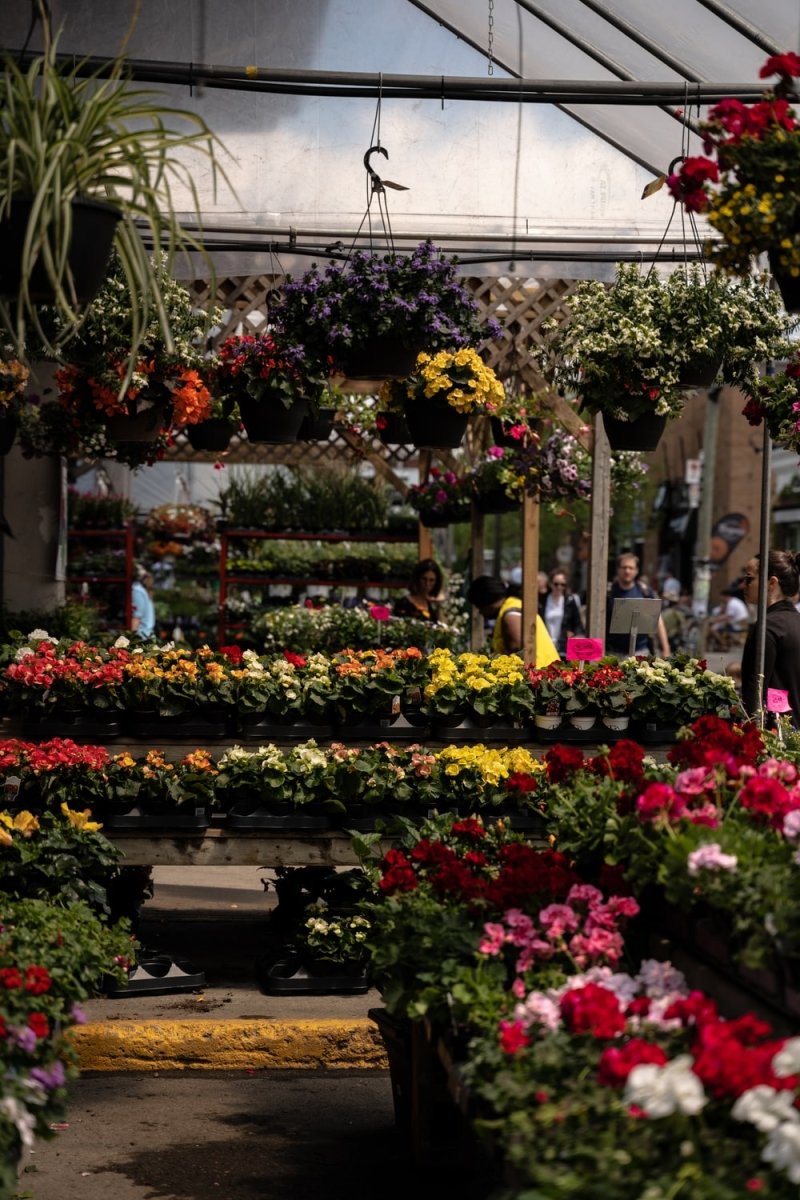 Paint By Numbers | Red Yellow And Purple Flowers In Garden - Custom Paint By Numbers