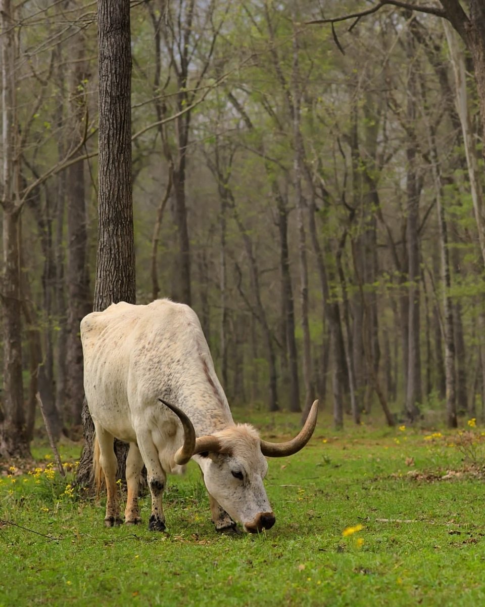 Paint By Numbers | White Cow Eating Green Grass - Custom Paint By Numbers