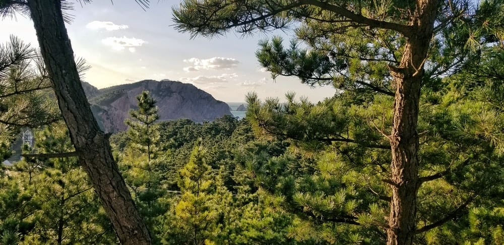 Paint By Numbers | Yantai - Green-Leafed Trees - Custom Paint By Numbers