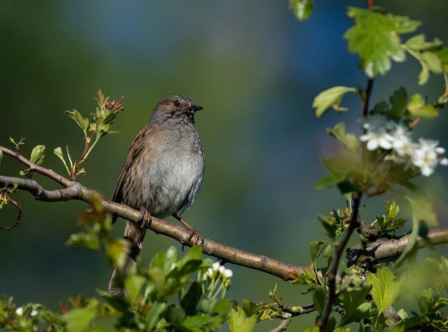 Dunnock On A Branch Dunnock Sparrow Paint By Number Kit - Custom Paint By Numbers