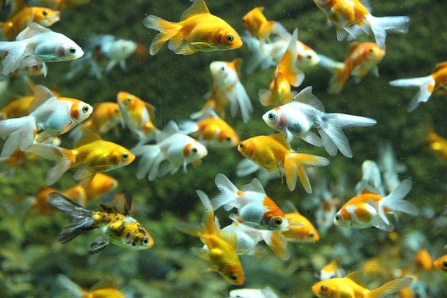 Fish Goldfish Aquarium Paint By Number Kit - Custom Paint By Numbers