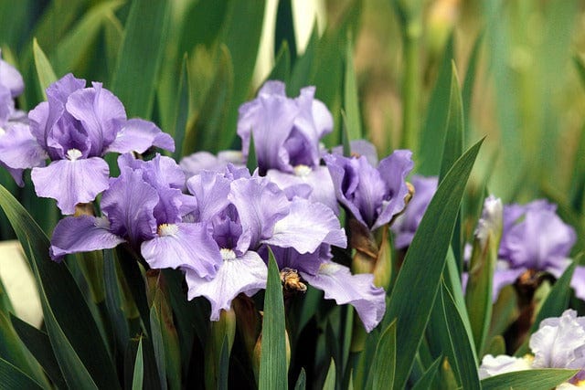 Irises Purple Iris Flowers Paint By Number Kit - Custom Paint By Numbers