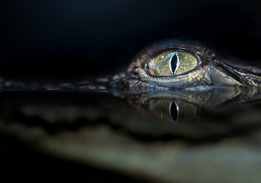 Paint By Numbers | Alligator - Crocodile Eyes - Custom Paint By Numbers
