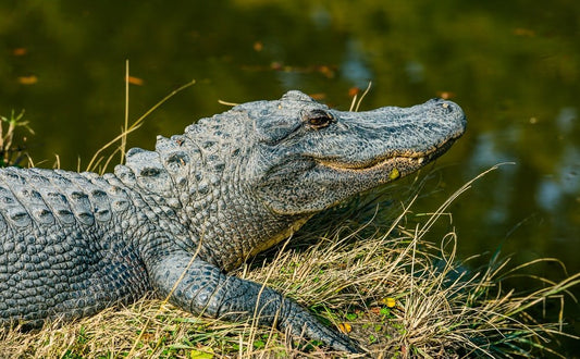 Paint By Numbers | Alligator - Gray Crocodile Near Body Of Water During Daytime - Custom Paint By Numbers