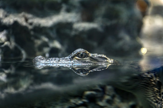 Paint By Numbers | Alligator - Macro Photography Of Gray Crocodile On Body Of Water - Custom Paint By Numbers