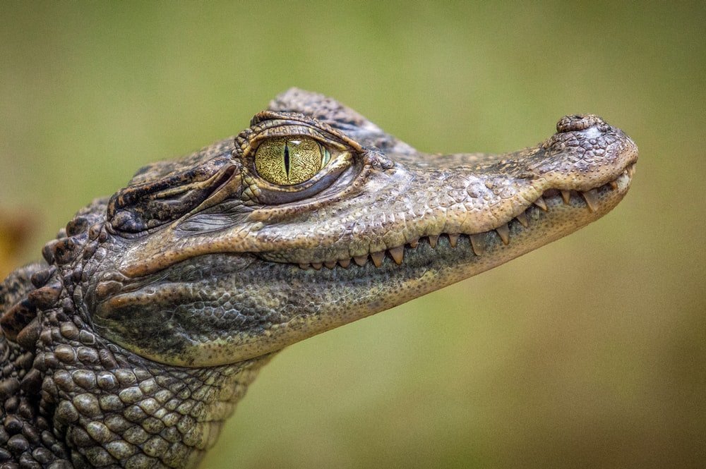 Paint By Numbers | Alligator - Selective Focus Photography Of Crocodile - Custom Paint By Numbers