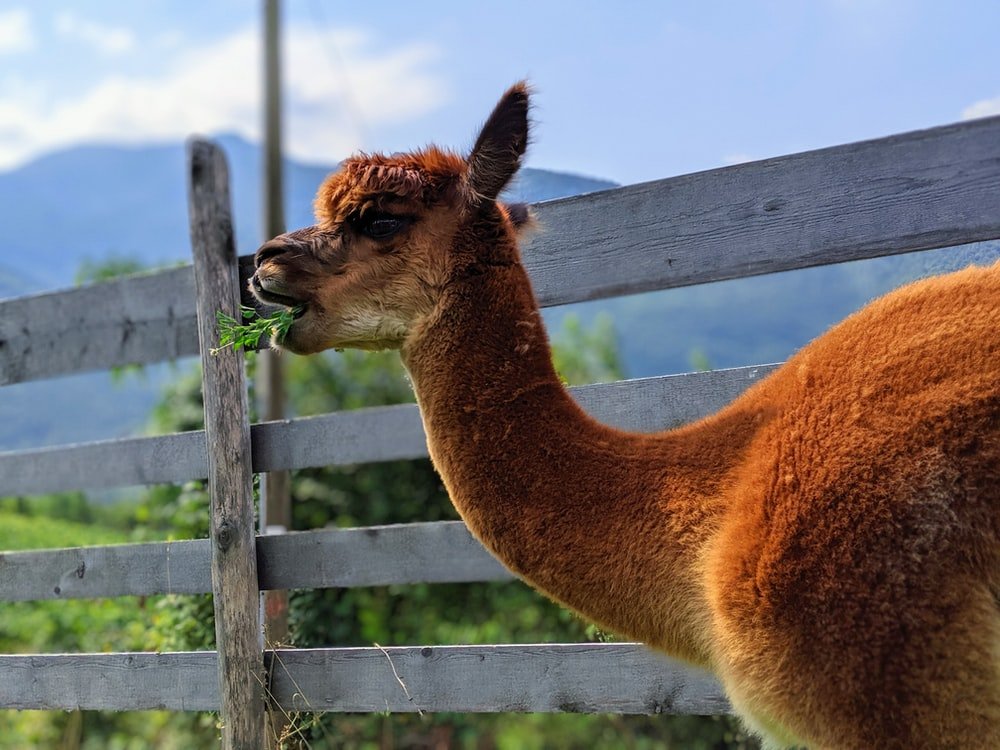 Paint By Numbers | Alpaca - Shallow Focus Photo Of Brown Llama - Custom Paint By Numbers