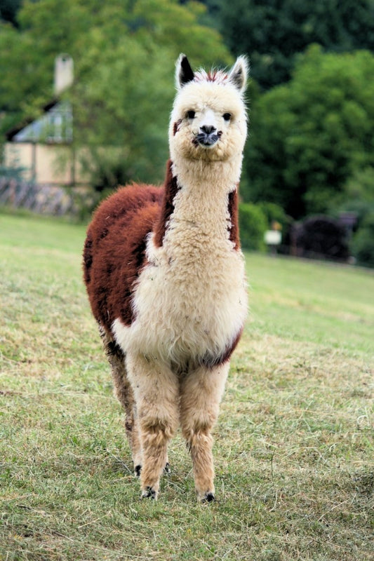 Paint By Numbers | Alpaca - Standing White And Brown Alpaca - Custom Paint By Numbers