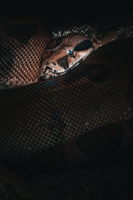 Paint By Numbers | Anaconda - Brown And Black Snake Skin - Custom Paint By Numbers