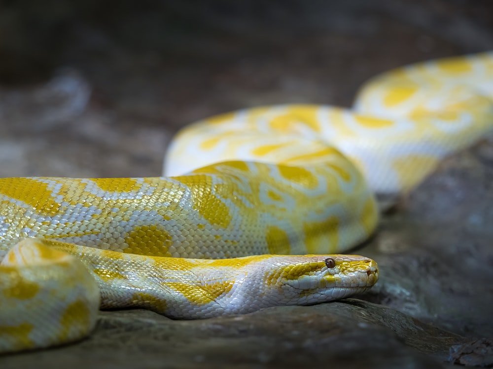 Paint By Numbers | Anaconda - Shallow Focus Photo Of Burmese Python - Custom Paint By Numbers