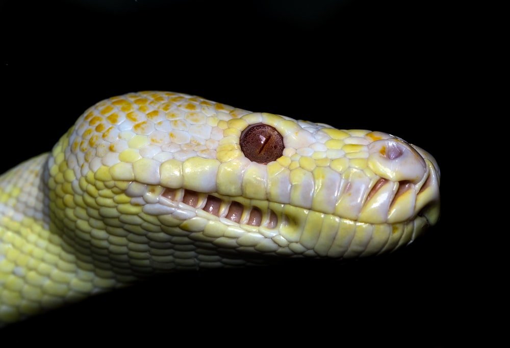 Paint By Numbers | Anaconda - Yellow And White Snake On Black Background - Custom Paint By Numbers