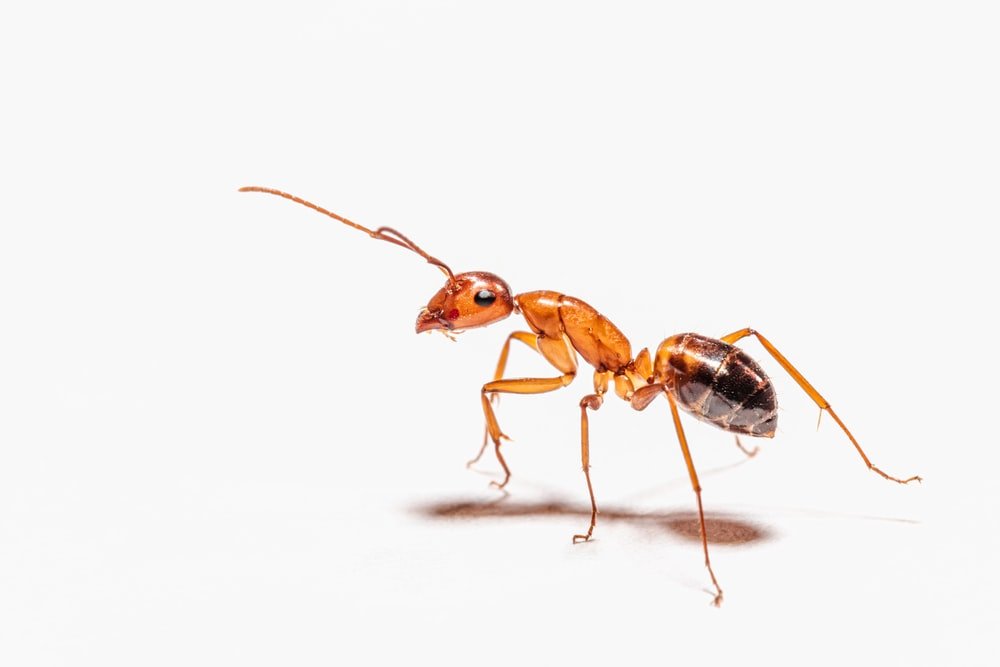 Paint By Numbers | Ant - Brown Ant On White Surface - Custom Paint By Numbers