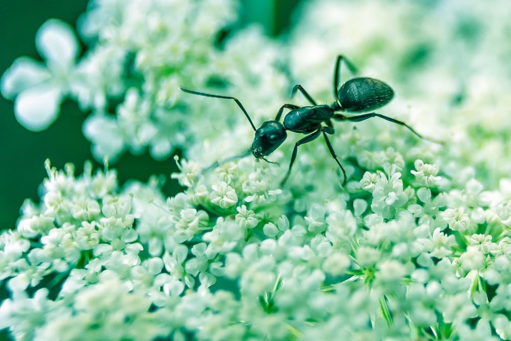 Paint By Numbers | Ant - Macro Photography Of Black Ant On White Petaled Flowers - Custom Paint By Numbers