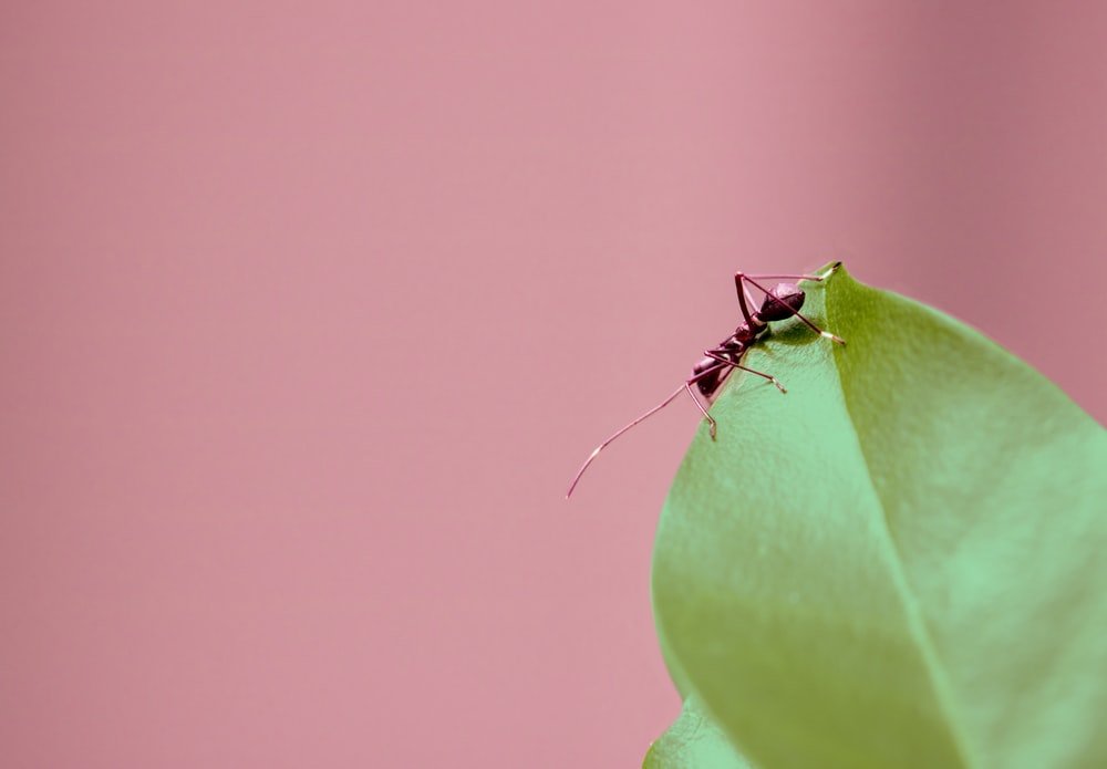 Paint By Numbers | Ant - Selective Focus Photography Of Brown Ant On Green Leaf - Custom Paint By Numbers