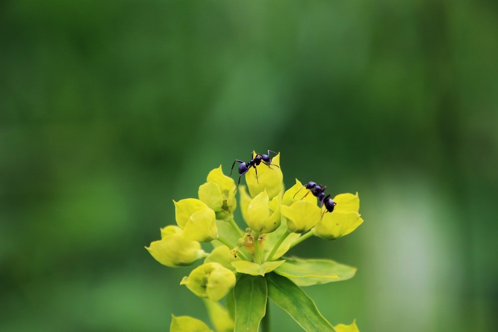 Paint By Numbers | Ant - Shallow Focus Of Ants On Yellow Flower - Custom Paint By Numbers