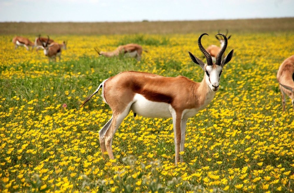 Paint By Numbers | Antelope - Brown And White Animal On Yellow Flower Field During Daytime - Custom Paint By Numbers