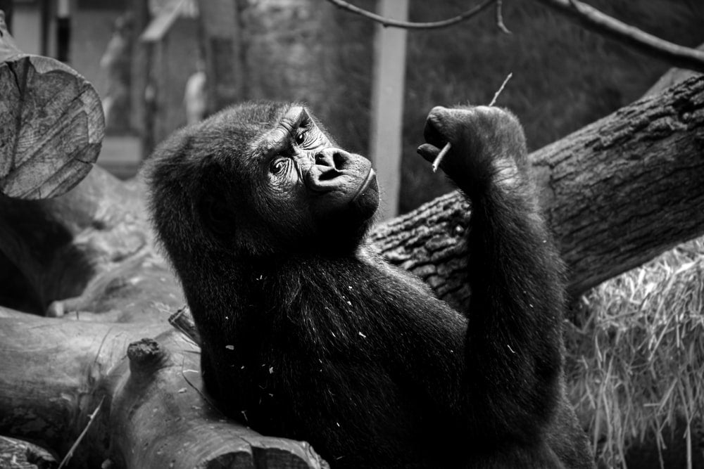 Paint By Numbers | Ape - Gorilla In Gray Scale Photography - Custom Paint By Numbers