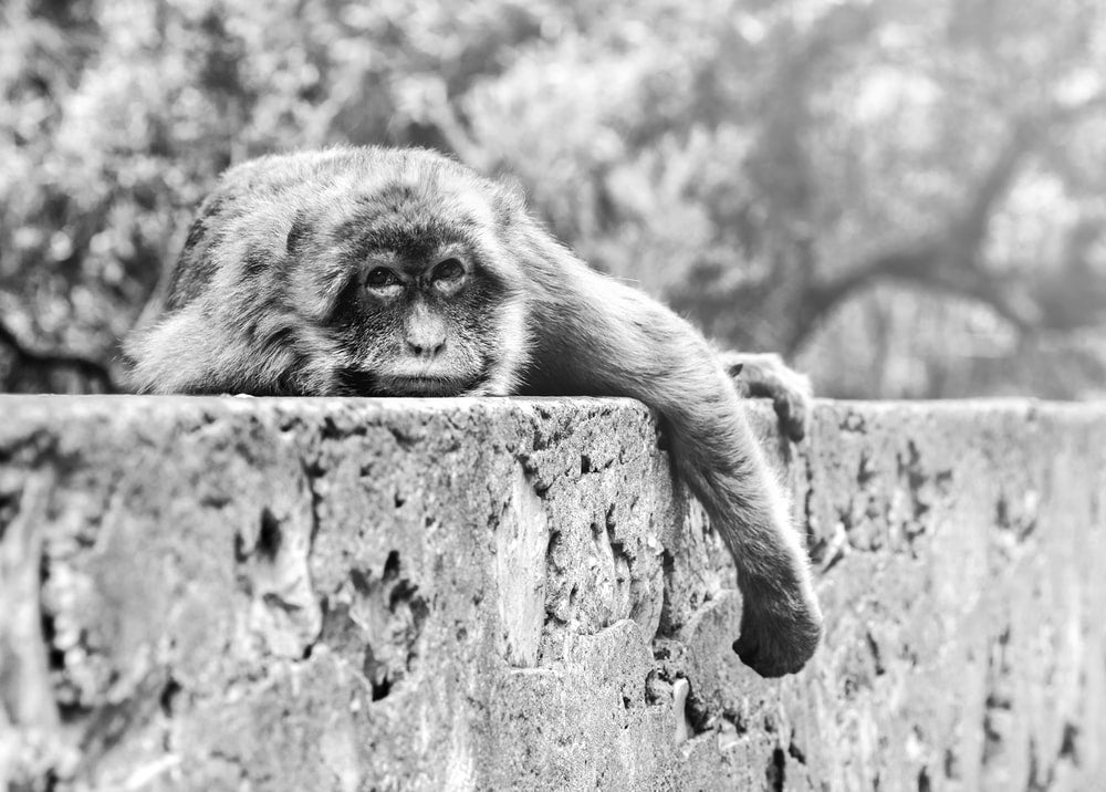 Paint By Numbers | Ape - Monkey On Tree Trunk In Grayscale Photography - Custom Paint By Numbers