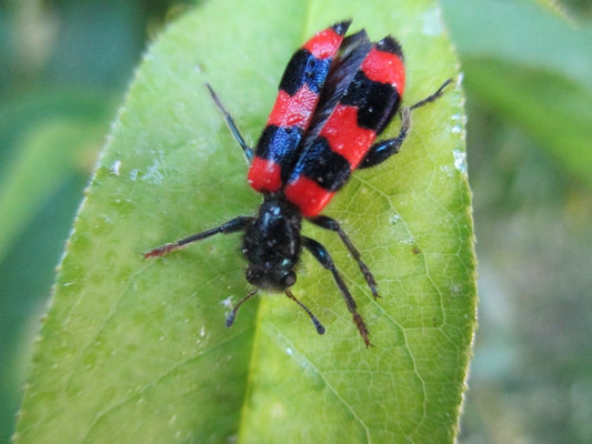 Paint By Numbers | Aphid - Black And Red Insect On Green Leaf - Custom Paint By Numbers