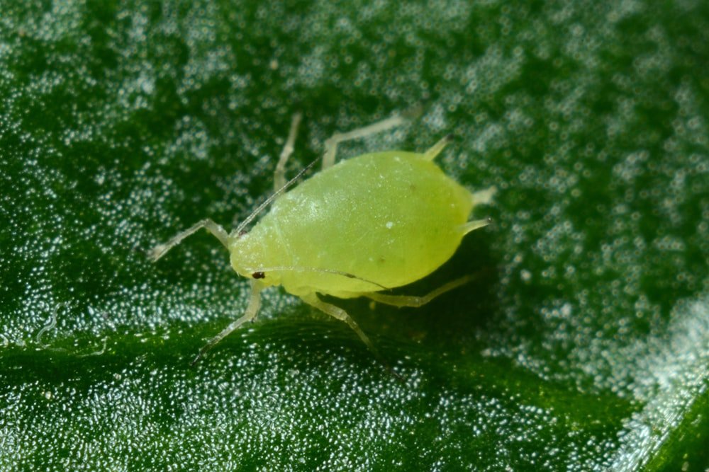 Paint By Numbers | Aphid - Macro Photography Of Green Aphid - Custom Paint By Numbers
