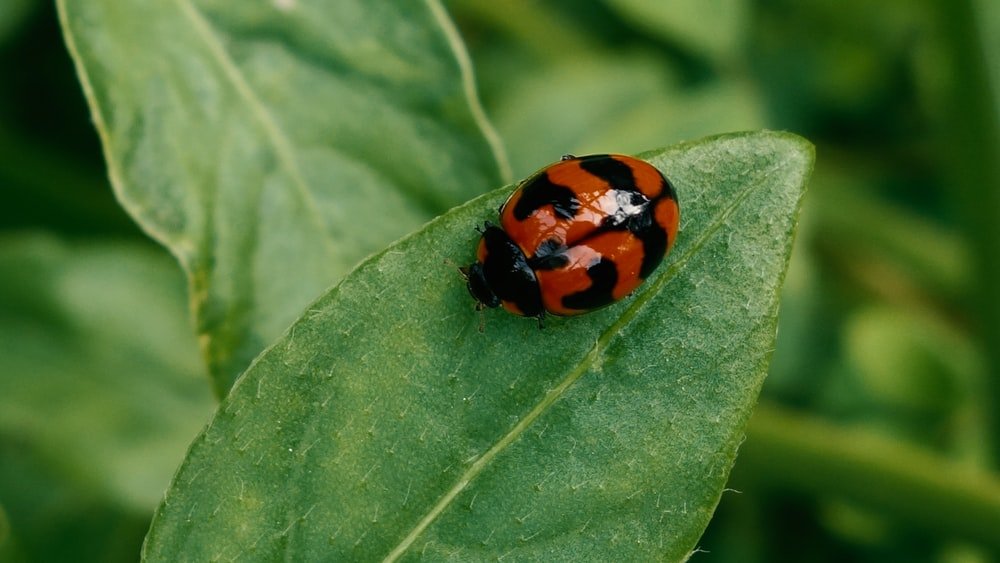 Paint By Numbers | Aphid - Orange And Black Ladybug On Green Leaf - Custom Paint By Numbers
