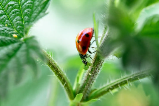 Paint By Numbers | Aphid - Red And Black Ladybug On Plant - Custom Paint By Numbers