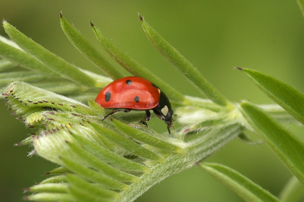 Paint By Numbers | Aphid - Red Ladybug On Green Leaf - Custom Paint By Numbers