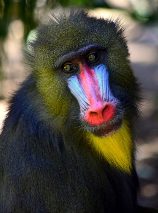 Paint By Numbers | Baboon - Black And Yellow Monkey With Tongue Out - Custom Paint By Numbers