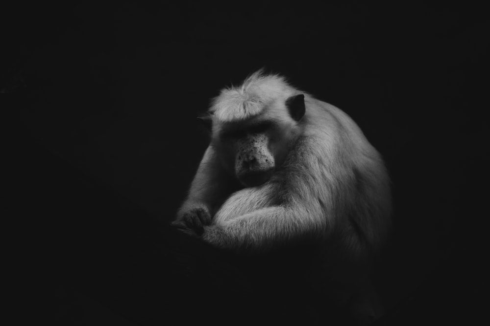 Paint By Numbers | Baboon - Grayscale Photo Of Baboon - Custom Paint By Numbers
