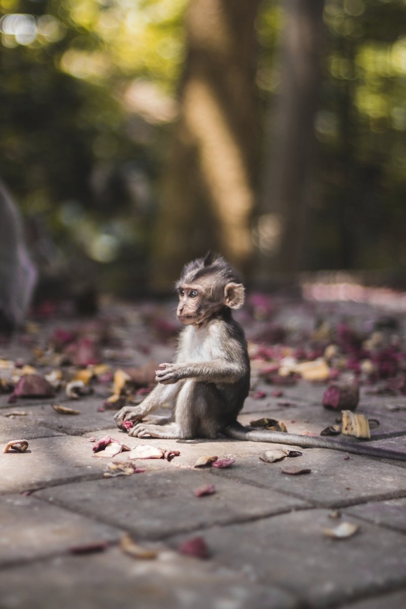 Paint By Numbers | Baboon - Selective Focus Photography Of Brow Monkey Sitting On Brick Pavement - Custom Paint By Numbers