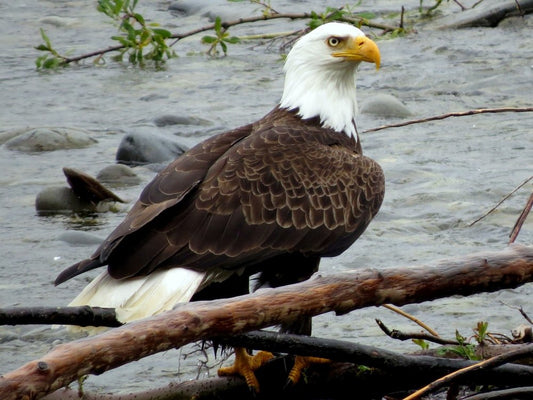 Paint By Numbers | Bald Eagle - Bald Eagle On Brown Tree Branch In Water During Daytime - Custom Paint By Numbers