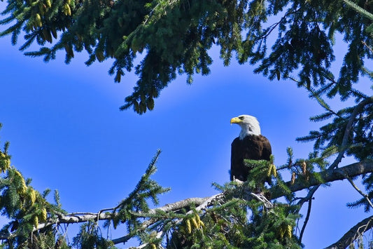 Paint By Numbers | Bald Eagle - Bald Eagle On Tree Branch During Daytime - Custom Paint By Numbers