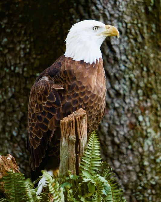 Paint By Numbers | Bald Eagle - Brown And White Eagle On Brown Tree Branch - Custom Paint By Numbers