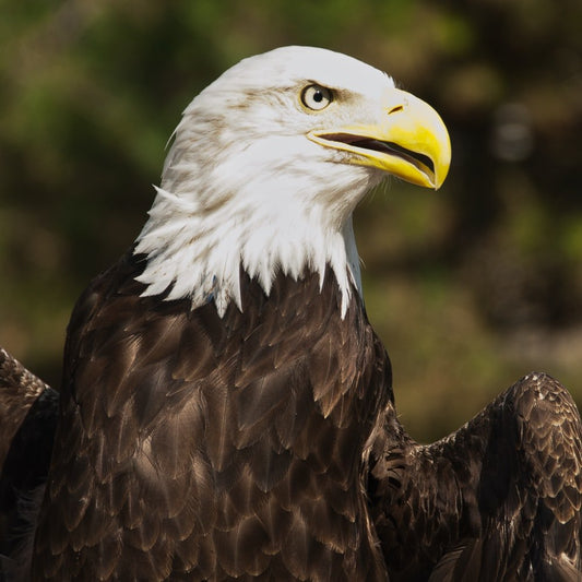Paint By Numbers | Bald Eagle - Macro Photography Of Bald Eagle - Custom Paint By Numbers
