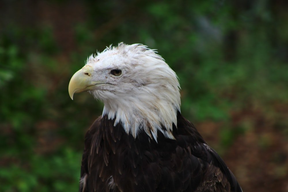 Paint By Numbers | Bald Eagle - White And Black Eagle In Tilt Shift Lens - Custom Paint By Numbers