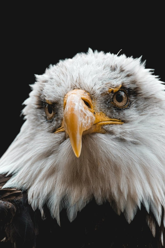 Paint By Numbers | Bald Eagle - White And Brown Eagle Head - Custom Paint By Numbers