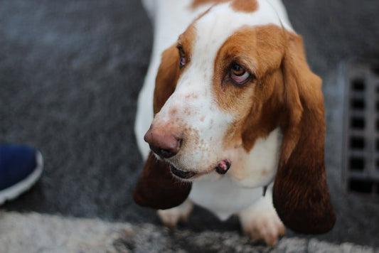 Paint By Numbers | Basset Hound - Basset Hound On Pavement - Custom Paint By Numbers