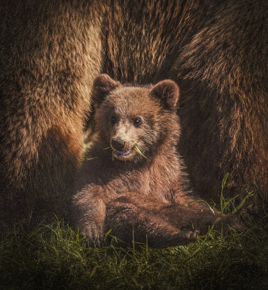 Paint By Numbers | Bear - Brown Bear On Focus Photography - Custom Paint By Numbers
