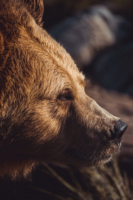 Paint By Numbers | Bear - Closeup Photography Of Brown Bear - Custom Paint By Numbers