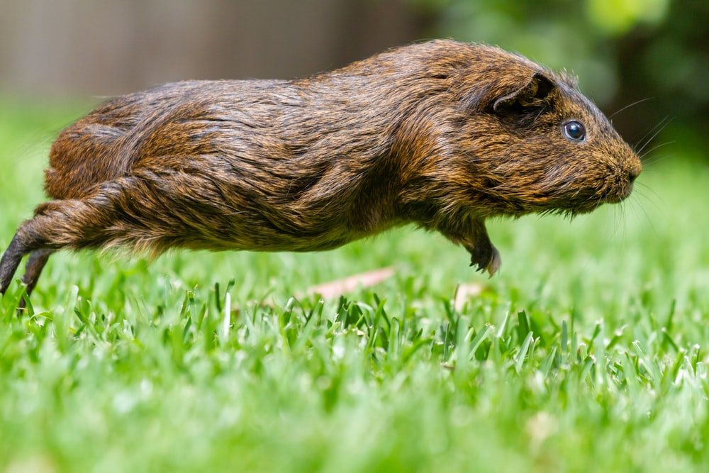 Paint By Numbers | Beaver - Brown Rodent On Green Grass During Daytime - Custom Paint By Numbers