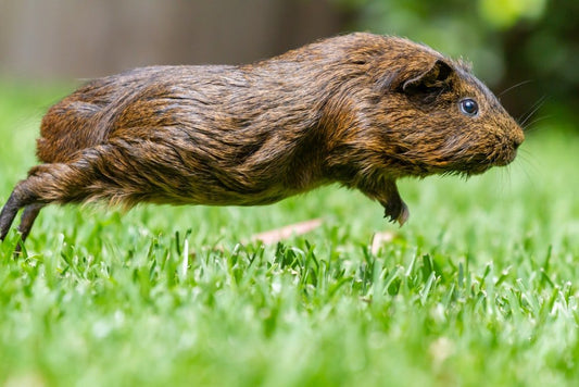 Paint By Numbers | Beaver - Brown Rodent On Green Grass During Daytime - Custom Paint By Numbers