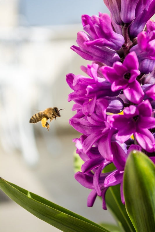 Paint By Numbers | Bee - Honey Bee Hovering Purple Flowers - Custom Paint By Numbers
